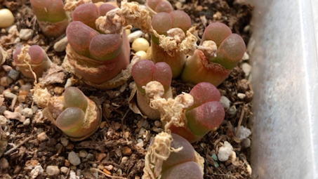 多肉植物 肉锥花 大型红风铃