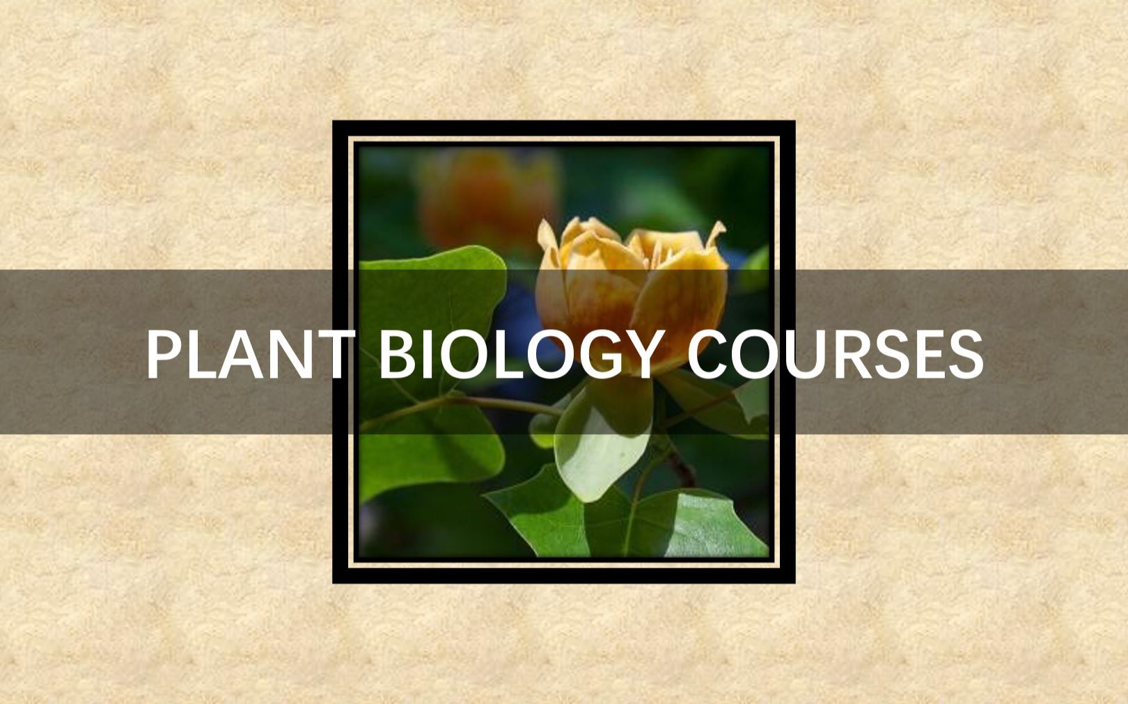 [图]Plant Science - An Introduction to Botany