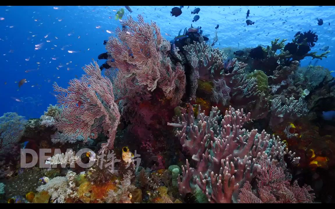 视频素材 ▏h1022 神奇海洋海底珊瑚水草水族馆海洋馆梦幻景色壮美大自然海洋宣传片大屏幕舞台led背景视频素材哔哩哔哩bilibili