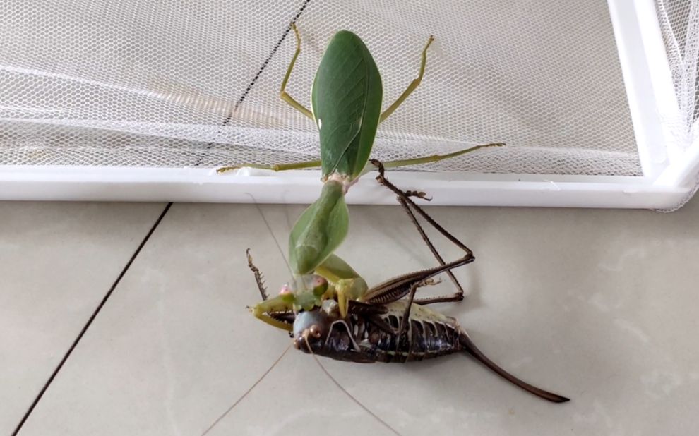 硬核斗虫斯氏菱背螳正面硬刚蝈螽