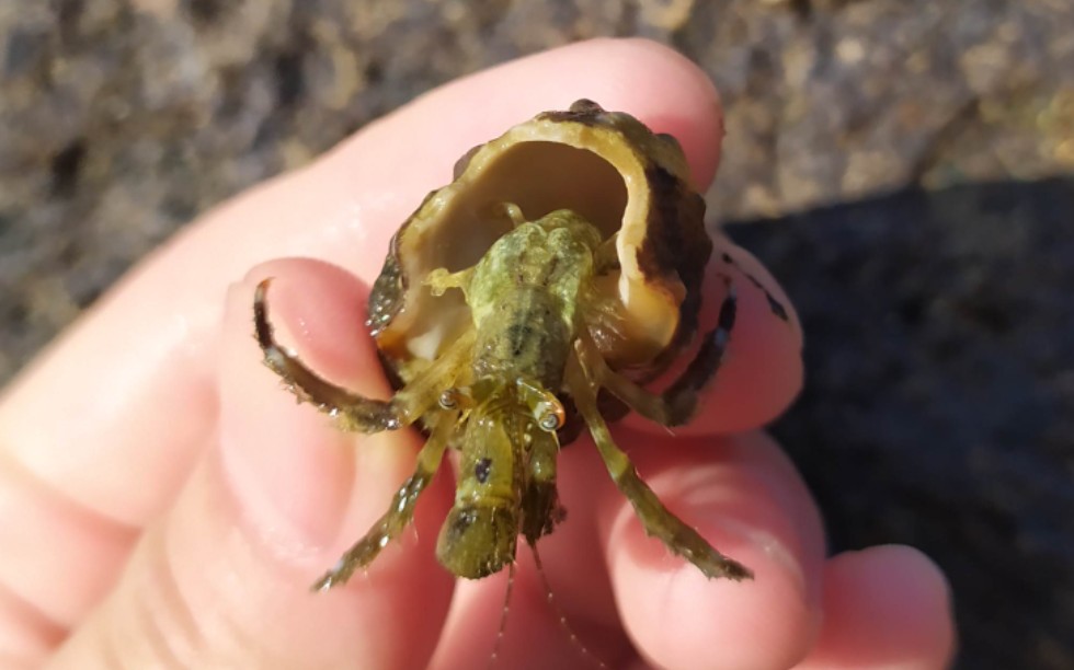 小小寄居蟹太可爱啦