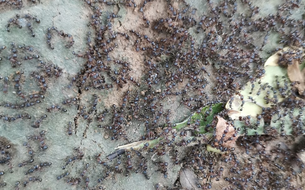 活动作品好多蚂蚁大概是婚飞的时间到了