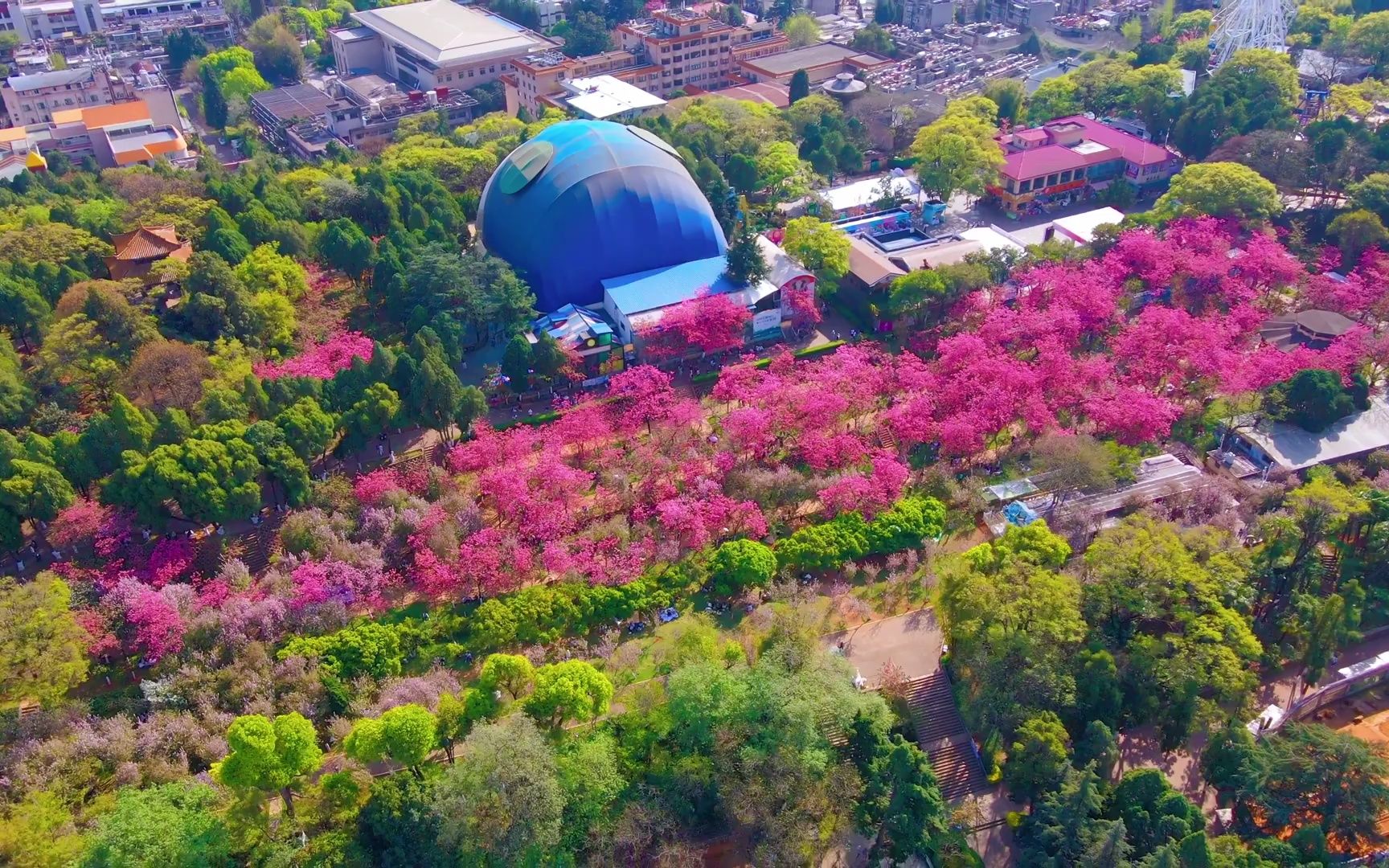 昆明圆通山的那一抹樱花