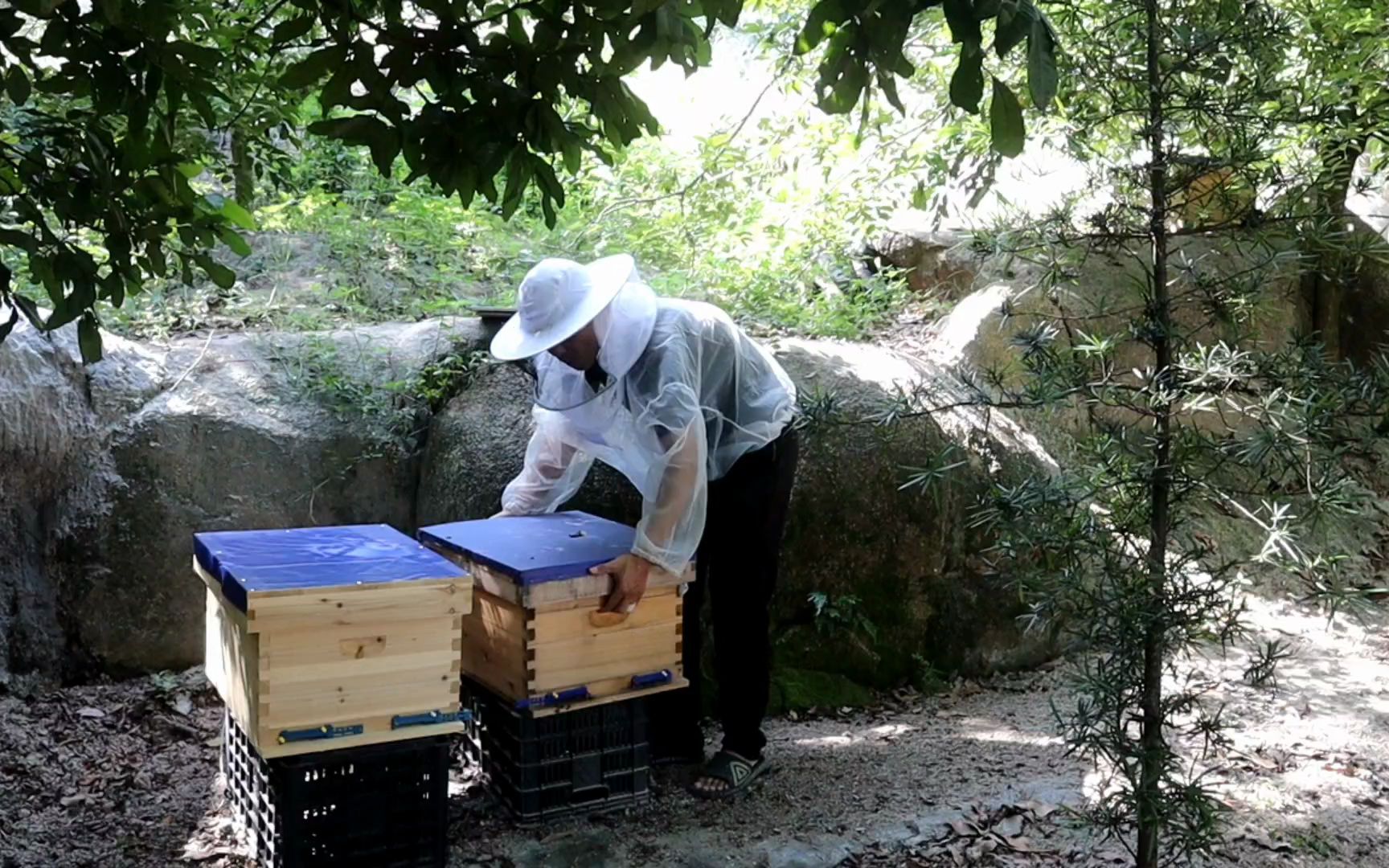 人工原地分蜂的操作方法学会以下方法你也可以原地分蜂不回蜂