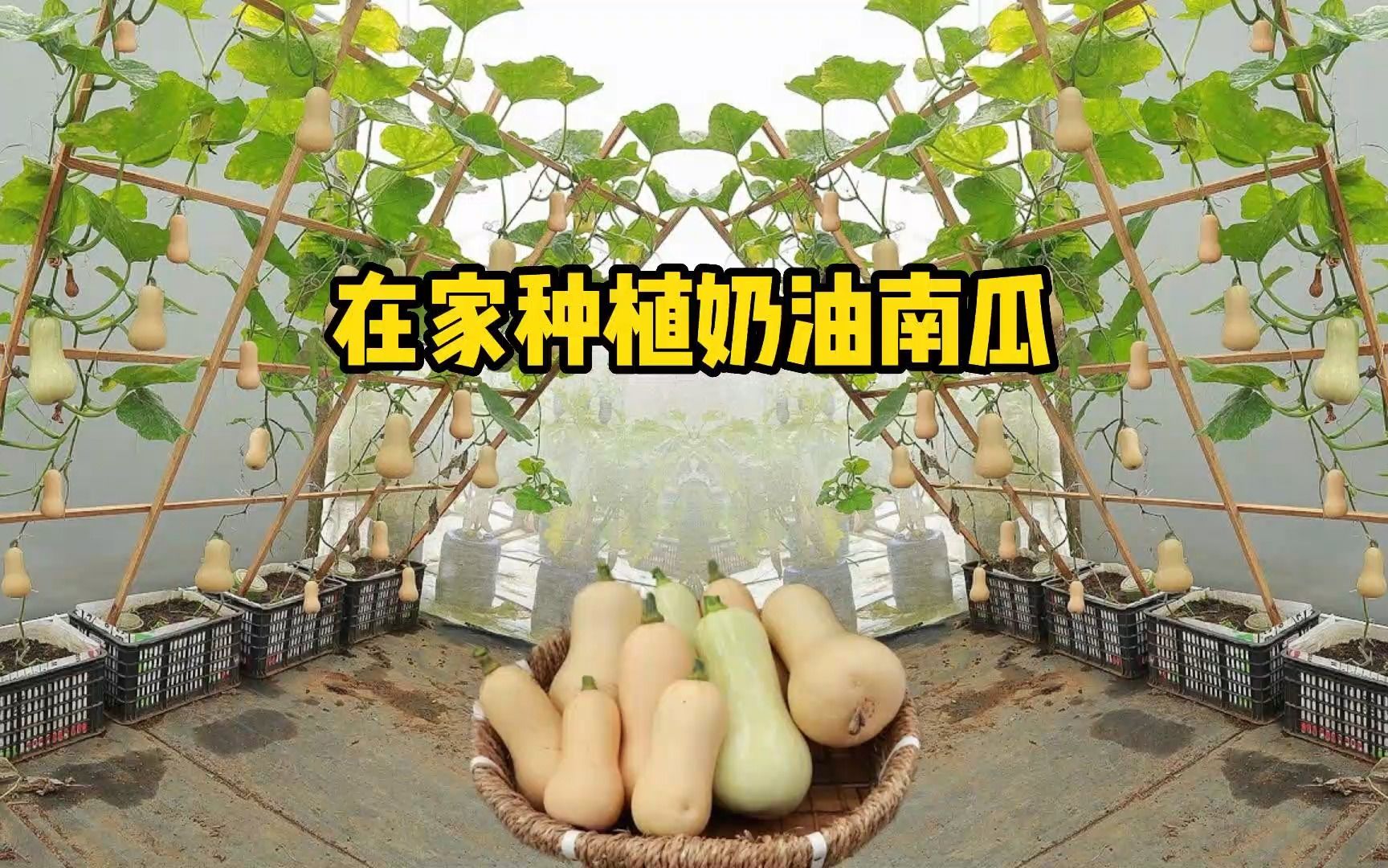 奶油南瓜好种植易管理,每年我都会在家种些,轻松实现南瓜自由哔哩哔哩bilibili