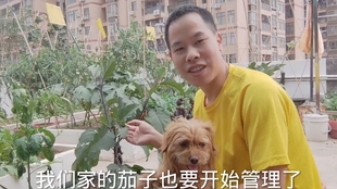 茄子种植系列 你吃过这种白茄子吗 教你3个小技巧 轻松自己种 哔哩哔哩 つロ干杯 Bilibili