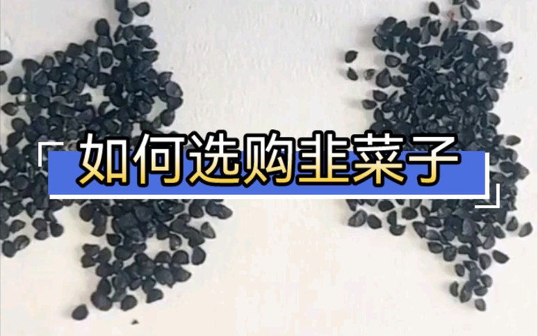 [图]中草药质量辨别之韭菜子