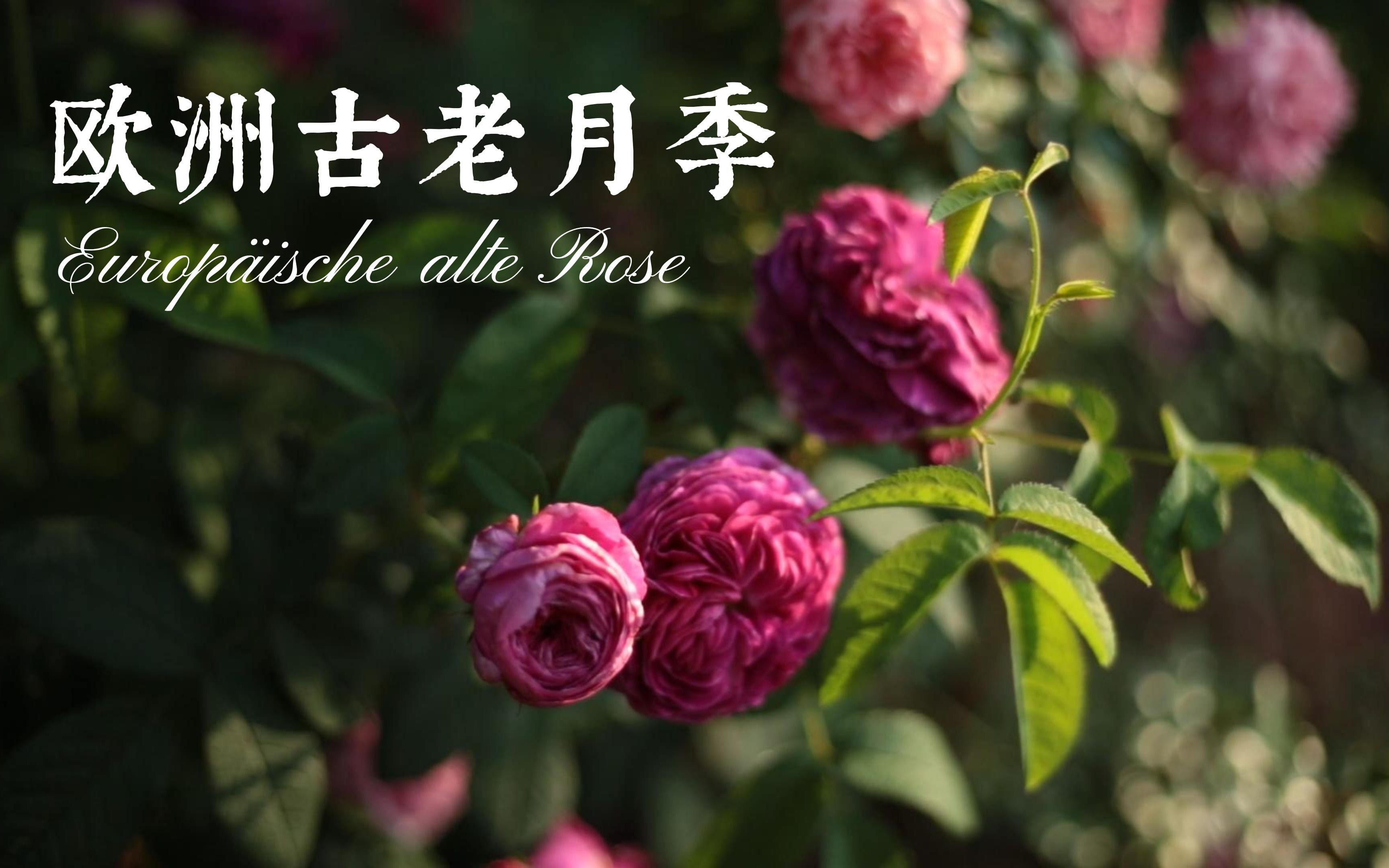 欧洲古老月季