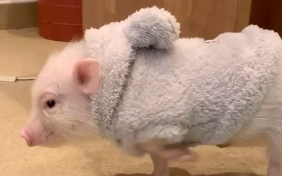 宠物猪第一次穿衣服的小香猪走起路来也太萌了