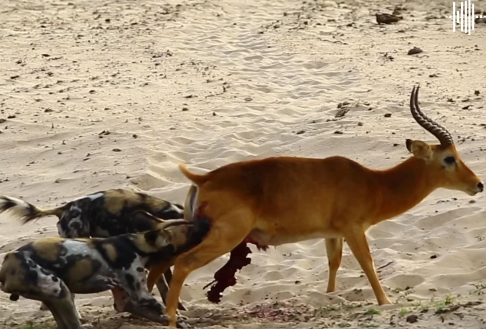 野狗撕烂羚羊肚皮掏吃粉肠,内脏暴露在外扭曲变形,羚羊活活痛死