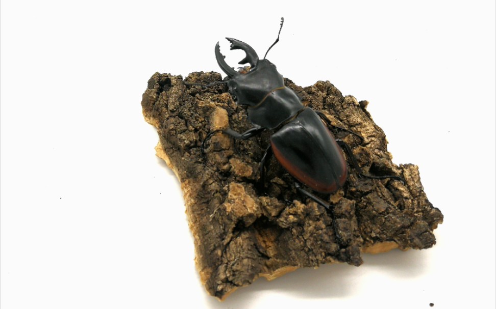 产房一一红边鬼艳锹甲_哔哩哔哩_bilibili