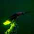 萤火虫（英文：Firefly）又名夜光、景天、如熠燿、夜照、流萤、宵烛、耀夜等，属鞘翅目萤科，小型甲虫，因其尾部能发出荧