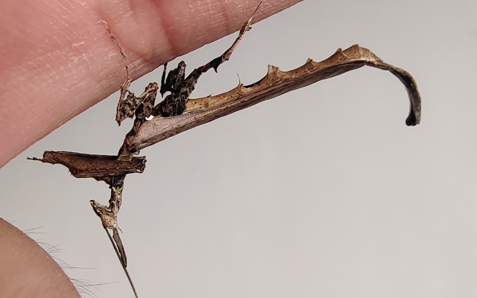 龙螳,弧纹完美羽化,还有粉色的小刺花