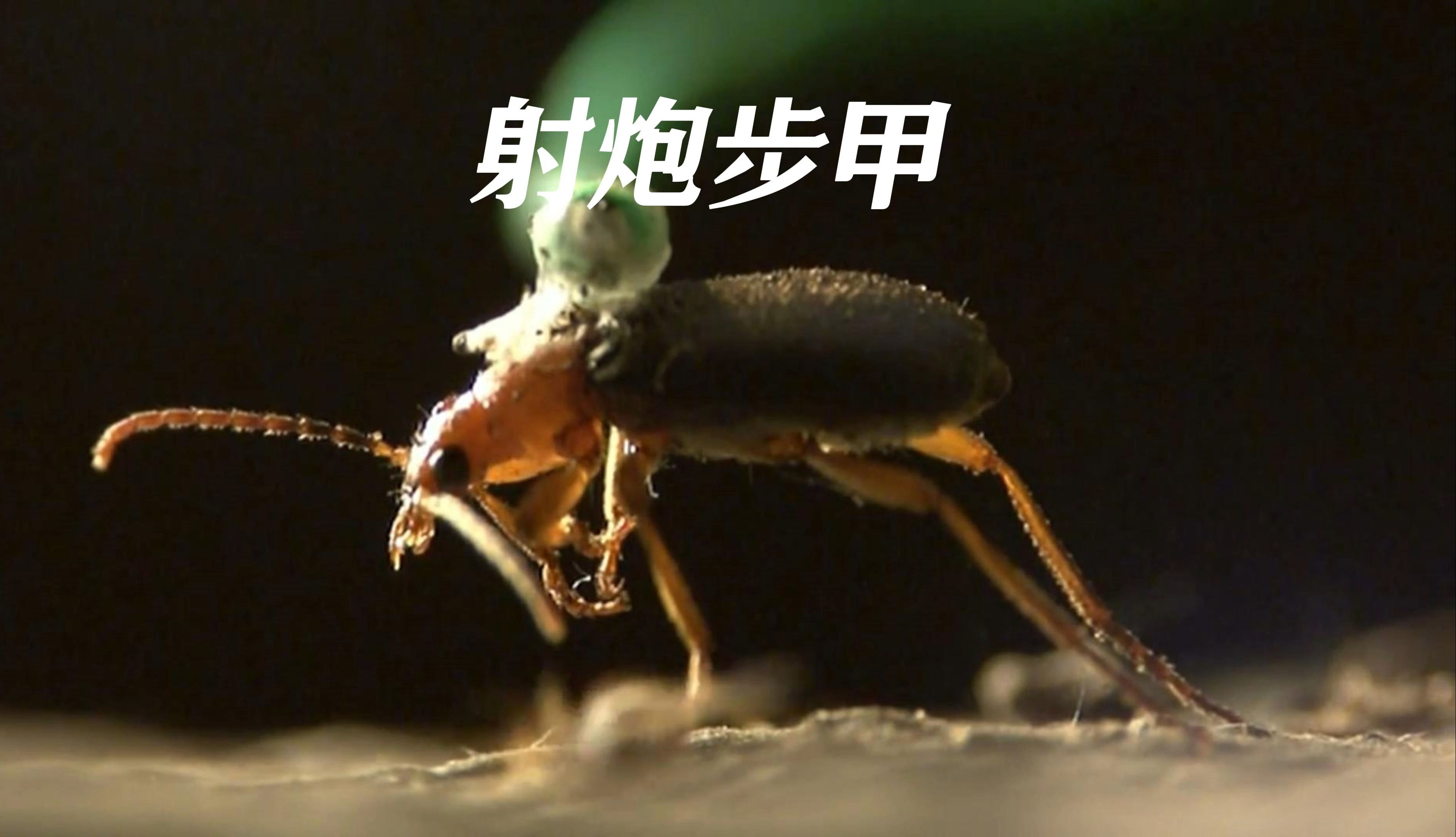 小甲虫如何击退"巨兽",射炮步甲在线教学,竟只需一个屁!