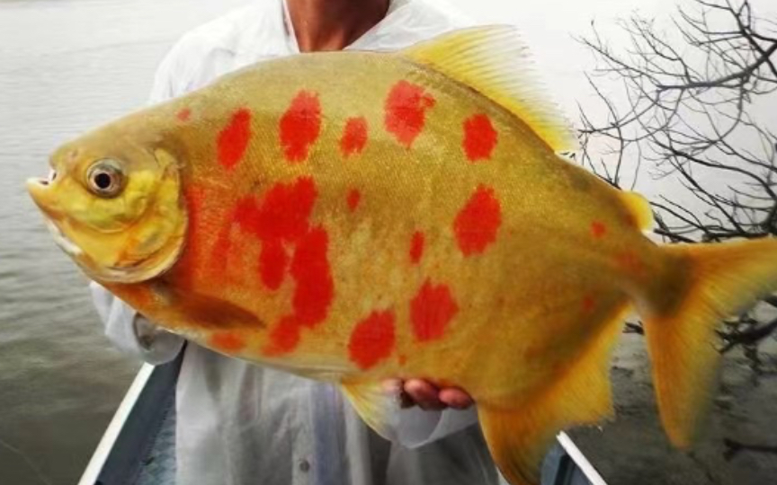 巨水狼狗脂鲤 _ 哔哩哔哩相簿