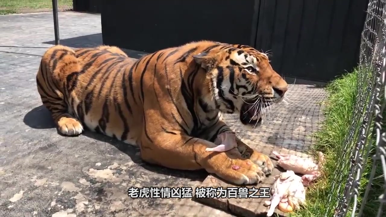 野生东北虎咬死狗图片