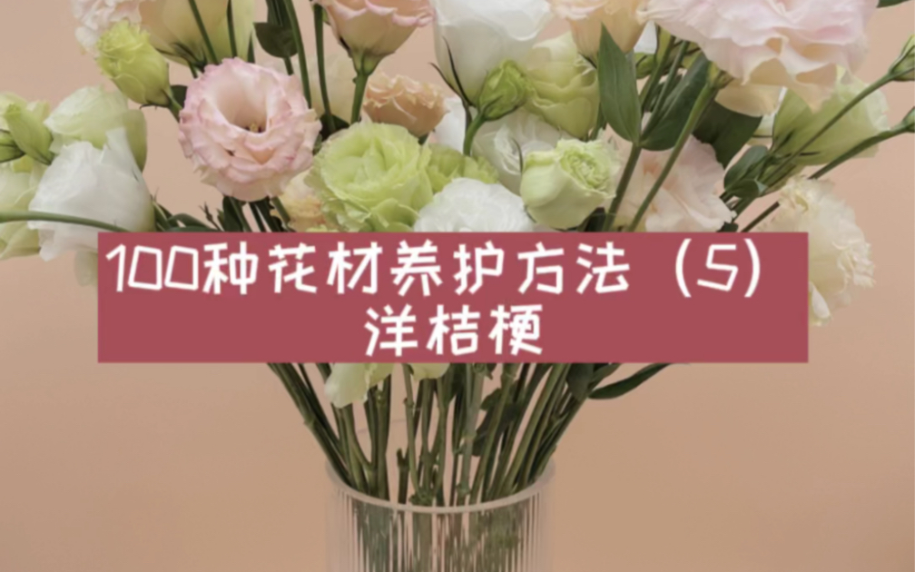 100种花材养护方法(5)洋桔梗哔哩哔哩bilibili