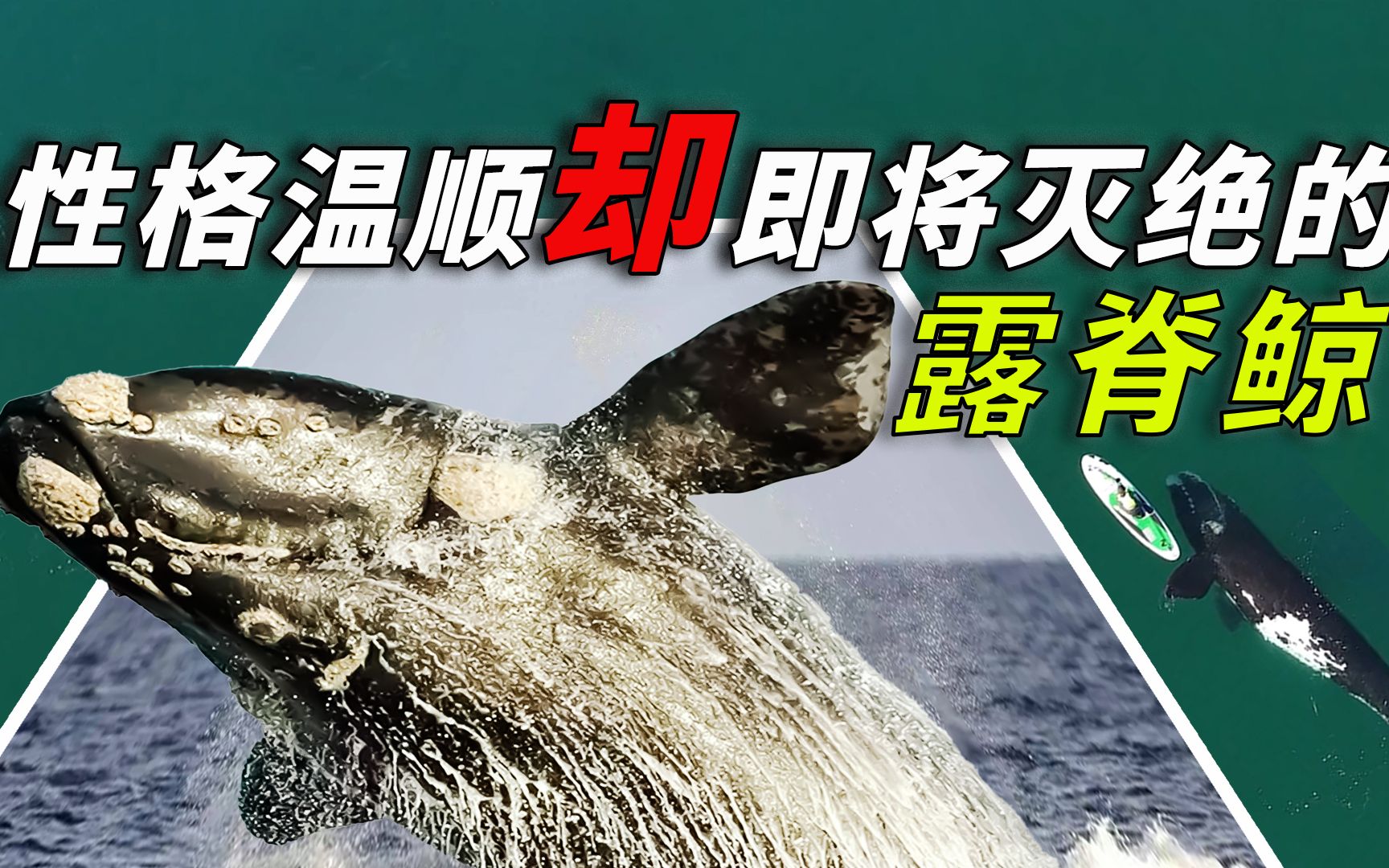 寿命可达268年 却扛不住捕鲸人带来的风险 露脊鲸的生存现状哔哩哔哩bilibili