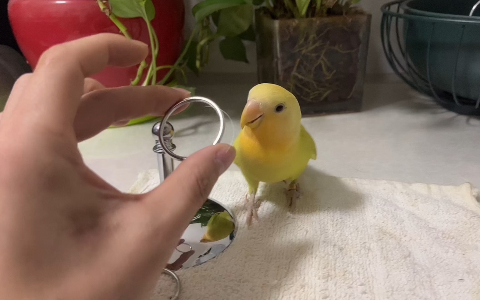 第三步骤:鸟类学习套圈,鸟叔带大家开启训鸟