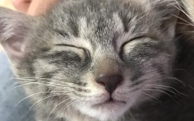 可爱的小定春呀