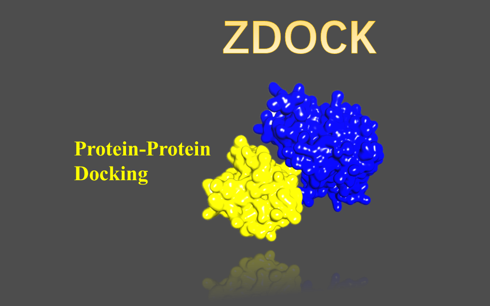 快速蛋白蛋白对接软件ZDOCK实操演示哔哩哔哩bilibili