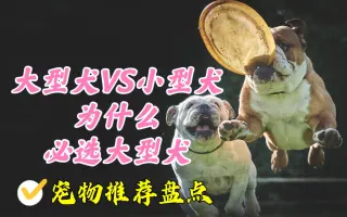 小型犬 哔哩哔哩 Bilibili