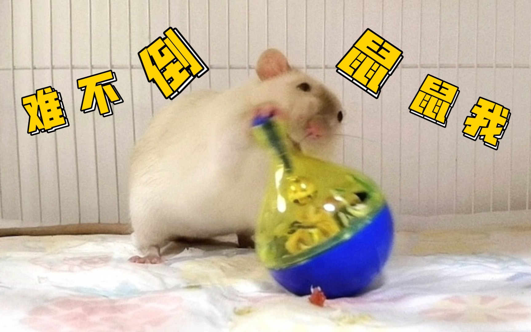 第一次玩不倒翁觅食玩具的小老鼠会有什么反应?