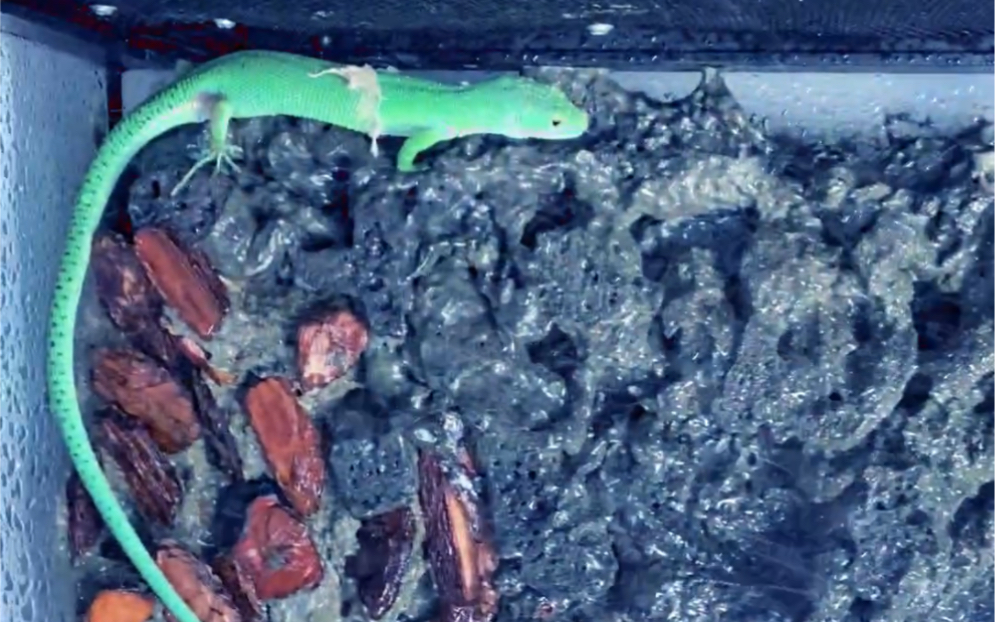 浇浇蜥蜴(龙纹翡翠蜥)