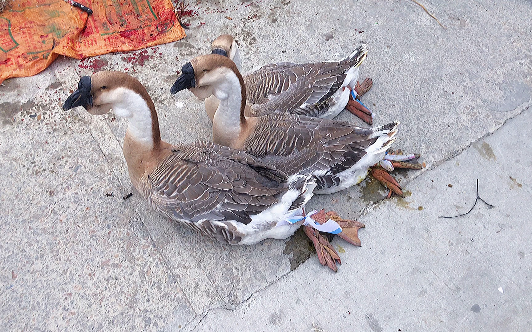 实拍:世上最大狮头鹅的杀鹅去毛现场,汕头某地冬节拜平安前奏_哔哩哔