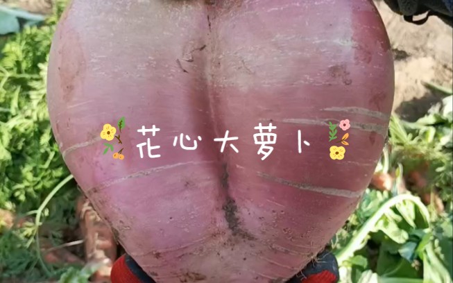 花心大萝卜