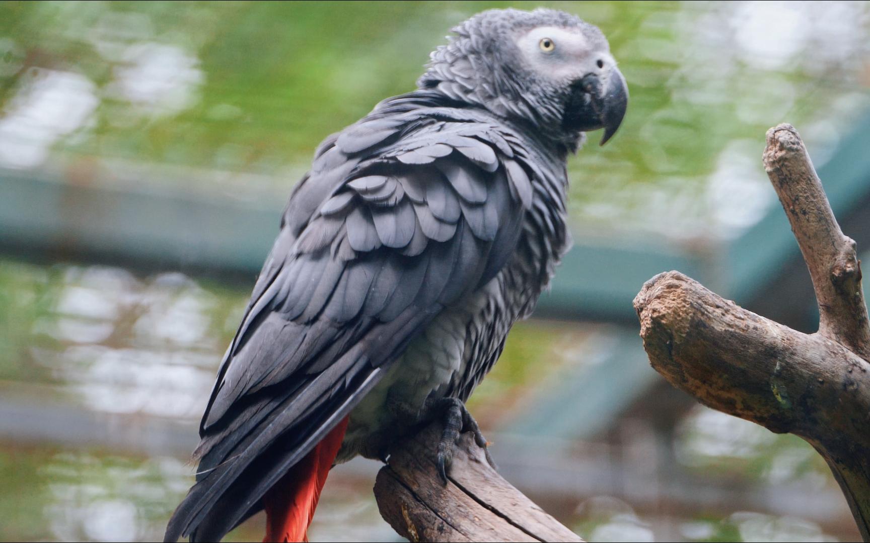 【灰鹦鹉】尾巴上一抹艳丽的绯红十分耀眼