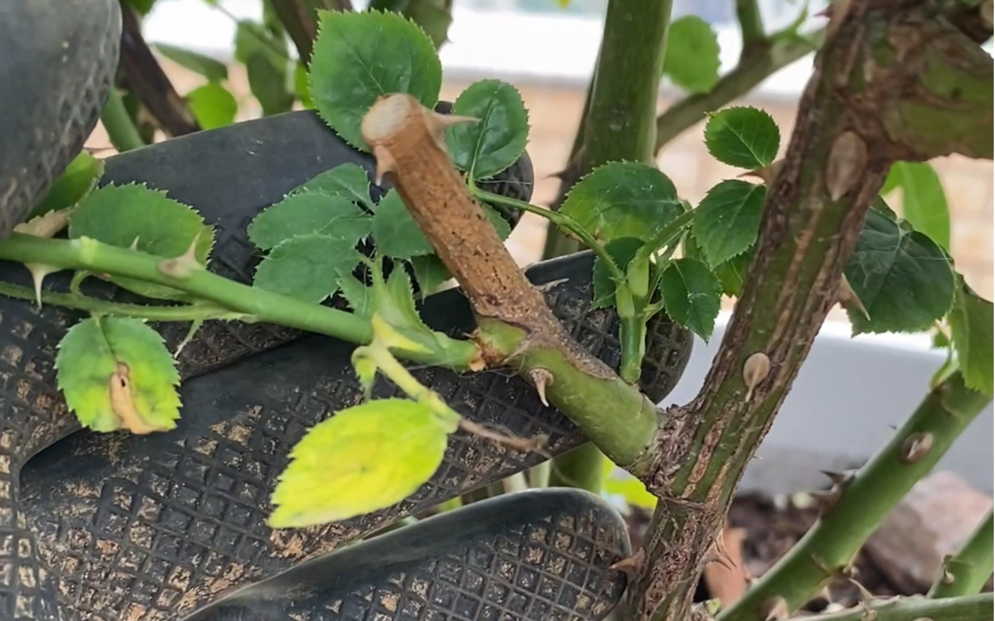 月季盲芽的修剪.