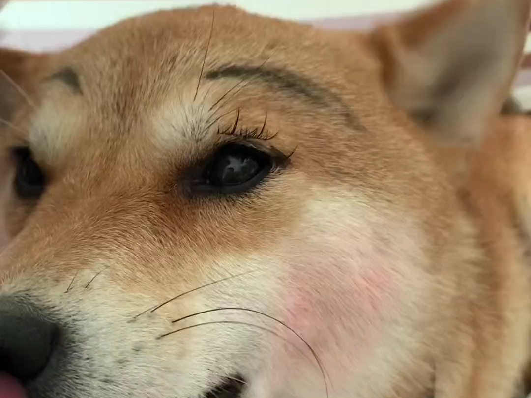 给狗子安排化个妆