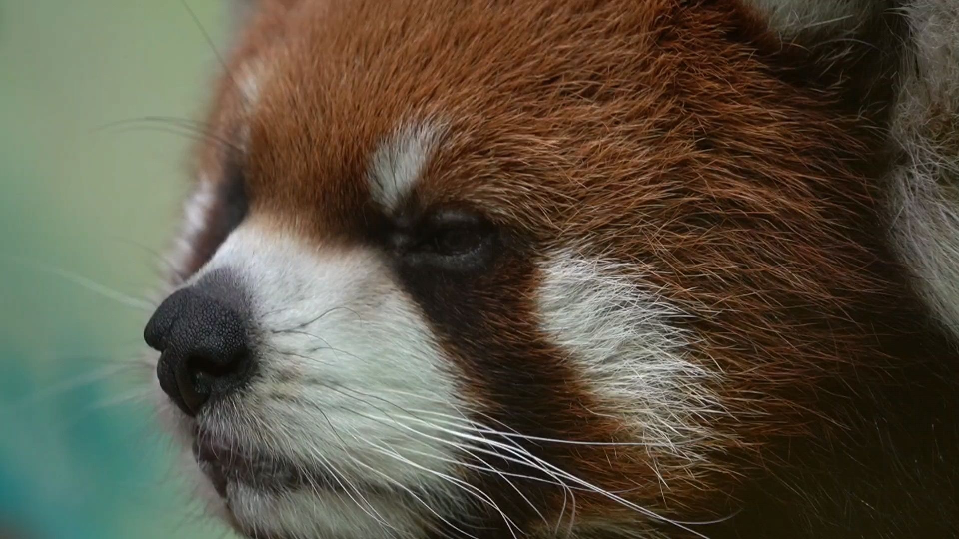 小熊猫窝窝头# 憨憨