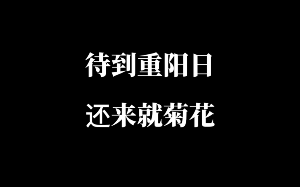 待到重阳日,还来就菊花~哔哩哔哩bilibili