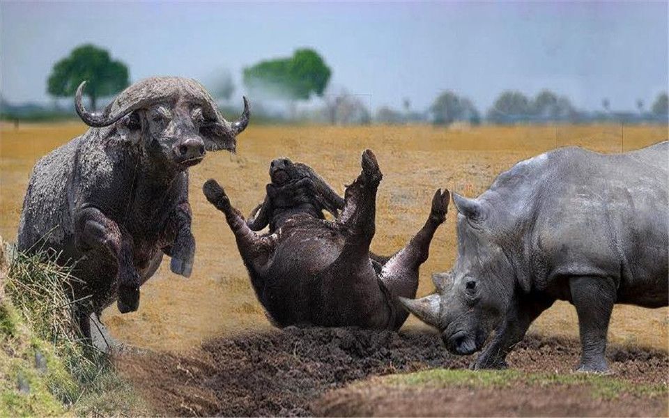愤怒水牛挑衅2吨重的犀牛,不料犀牛突然发怒,下一秒水牛惨了