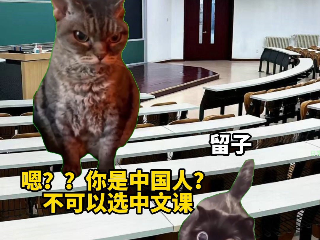 留子选中文课处处是陷阱【猫meme】哔哩哔哩bilibili