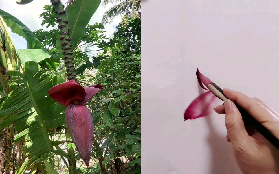 活动  《写意香蕉花画法》国画绘画过程教学【杨春梅国画课堂】