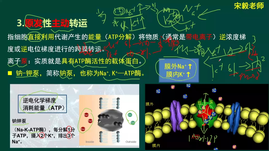 物质跨膜转运方式(3)——主动转运