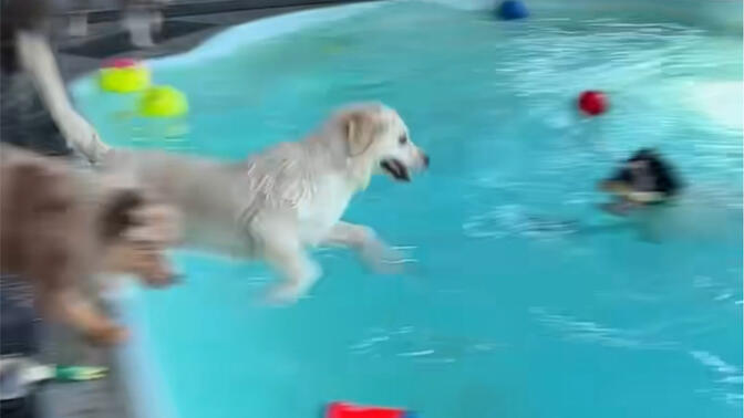今日狗狗游泳馆开门啦!