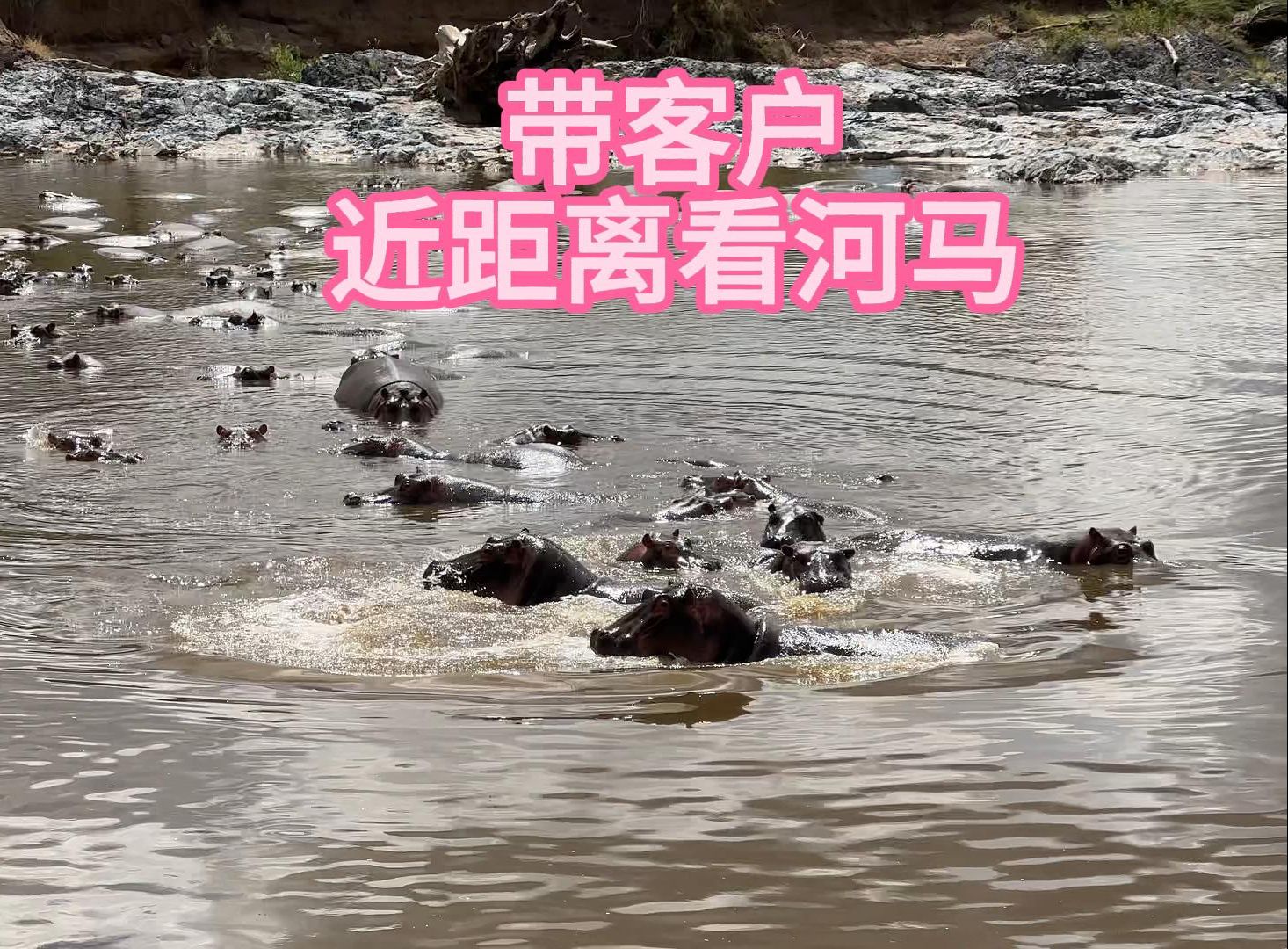 我们和野生河马距离不到五米是一种什么感觉