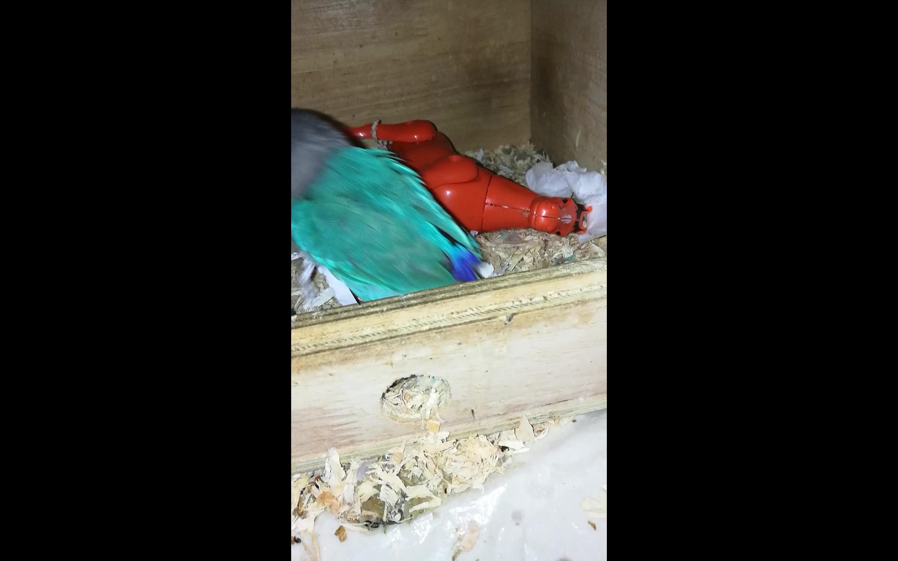 野生牡丹鹦鹉的巢图片图片