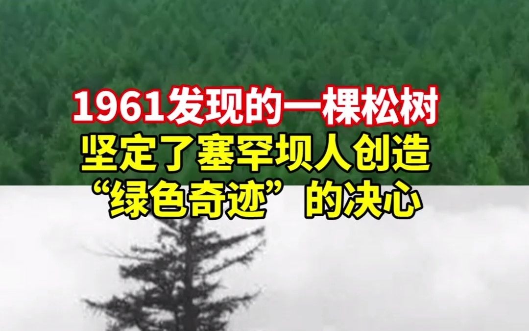 几十年前发现的一棵松树,坚定了塞罕坝人创造“绿色奇迹”的决心哔哩哔哩bilibili