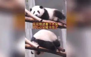 下载视频: 大熊猫和花花倒退着下木架，一不小心头被卡住了！