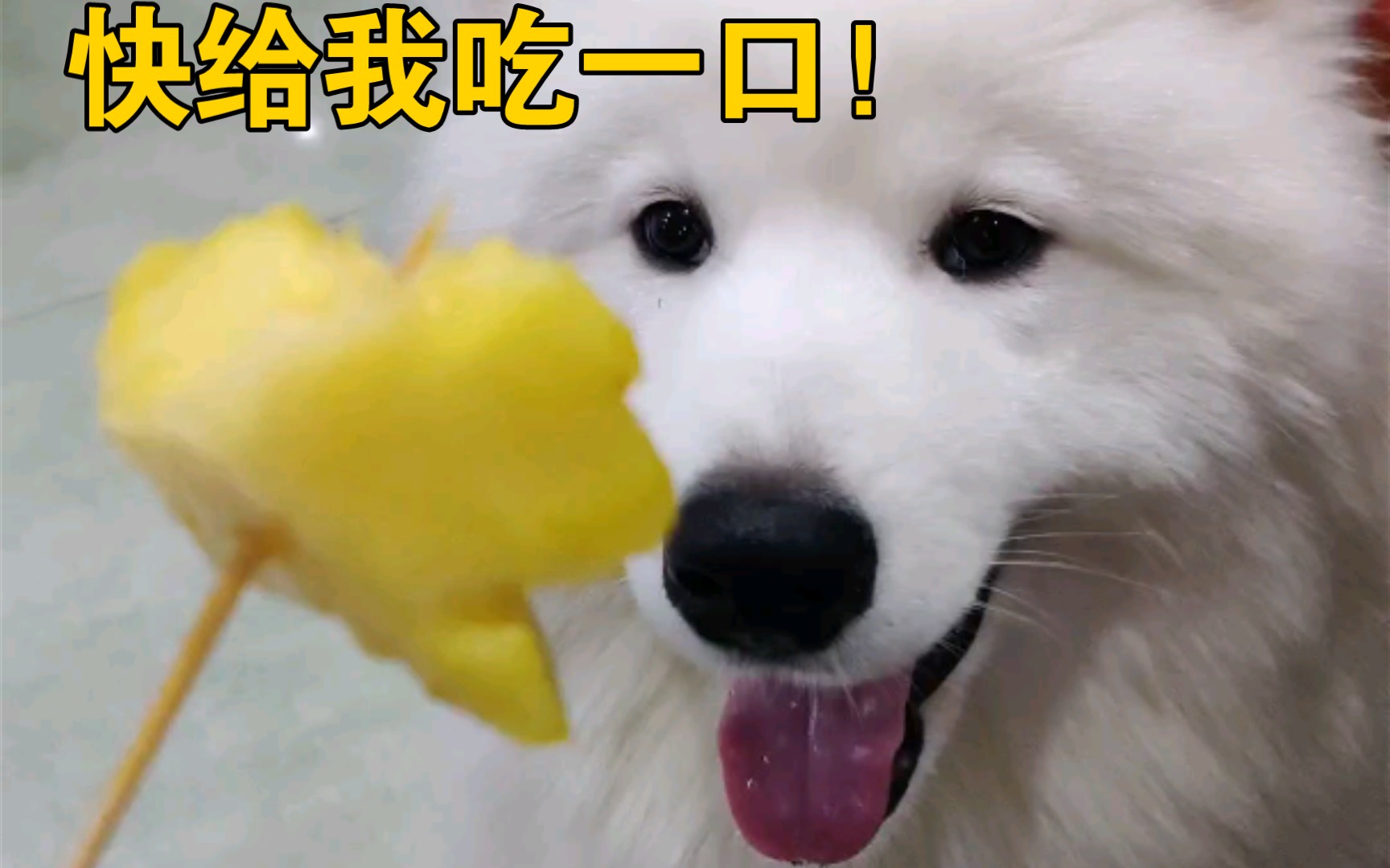 只要是吃的狗狗都会忍不住馋的吧快来看圆宝眼巴巴嘴馋的瞬间