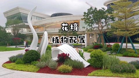 花境植物配置植物清单 紫花马樱丹 曼马樱丹 蓝雪花 花叶玉婵 芙蓉菊 姜荷花 水果蓝 狐尾天门冬 簕杜鹃 金叶石菖蒲 彩虹鸟蕉 龟甲冬青球 迷迭香 哔哩哔哩
