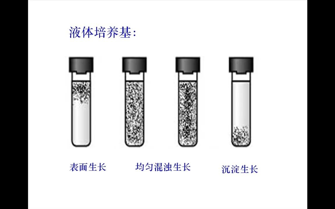 高中生物高考知识点微生物培养的培养基哔哩哔哩bilibili