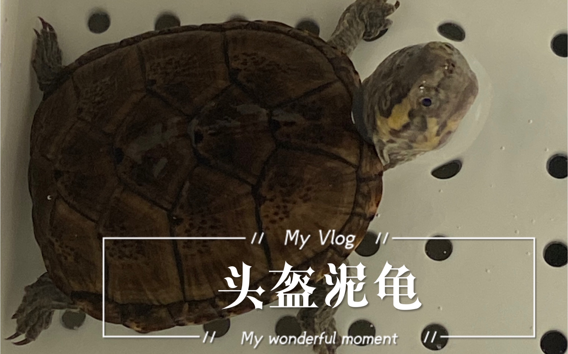 头盔泥龟锻炼身体