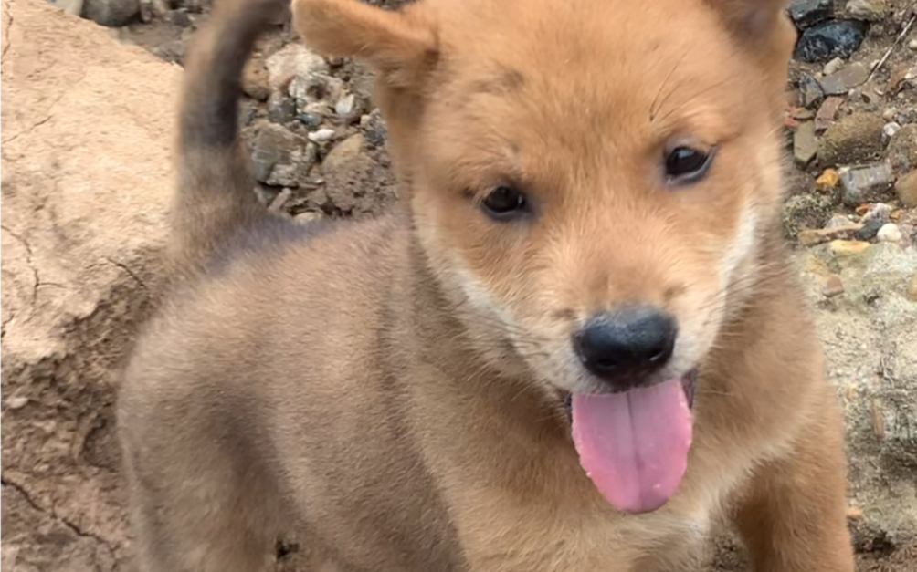 村里遇到的一只小黄狗  好亲人