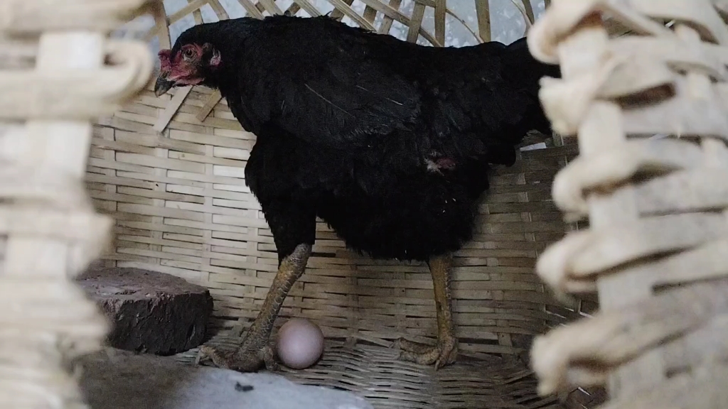 记录黑斗母鸡黑妍下蛋的样子